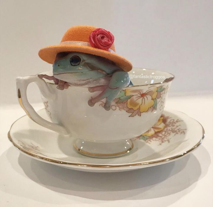 Teacup Frog