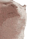 vibe cat gif