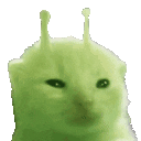 cute cat gif